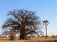 Babobabträd i norra Namibia