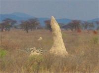 Olikfärgade termithögar i norra Namibia